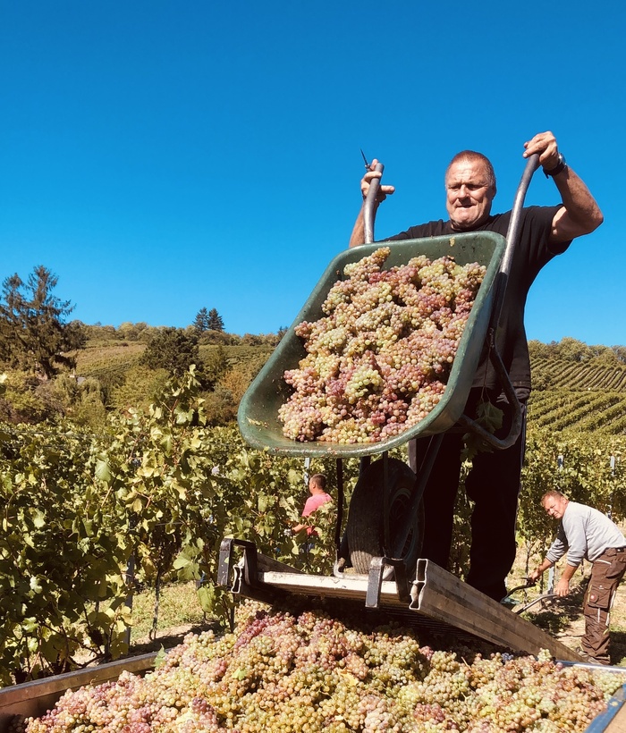 Ein Mann schüttet in einem Weinberg unter strahlend blauem Himmel Trauben aus einer Schubkarre in einen Behälter.