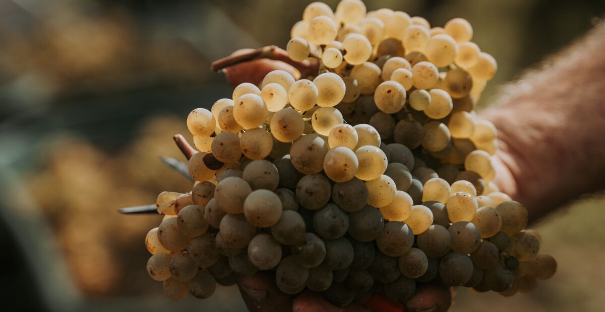 Eine Hand hält eine große Traube frisch gepflückter weißer Weintrauben im Sonnenlicht.