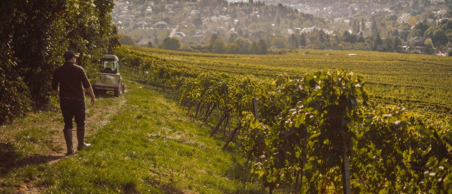 Eine Person geht durch einen Weinberg, in dessen Nähe ein kleines Fahrzeug geparkt ist; im Hintergrund ist eine Stadt zu sehen.