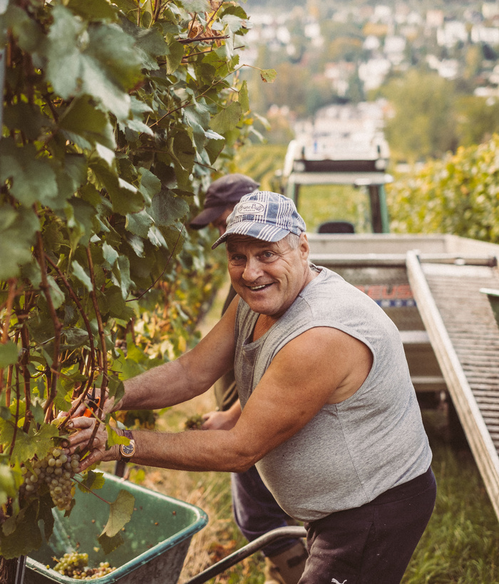 Lächelnder Mann in einem Weinberg, der an einem sonnigen Tag Trauben erntet, mit Weinstöcken und Behältern um ihn herum.