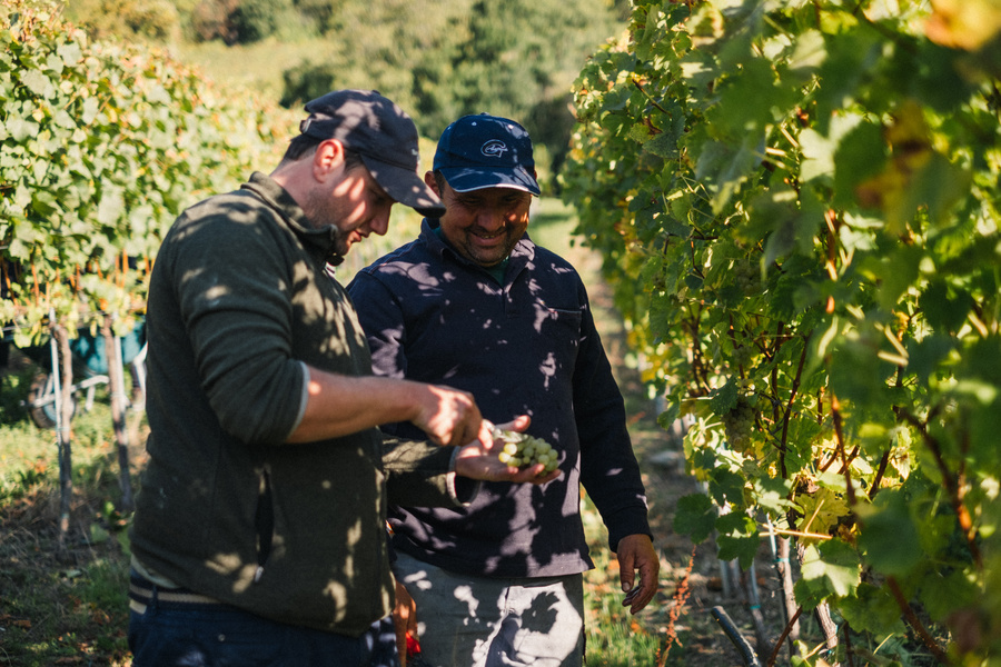 Zwei Männer begutachten Trauben, während sie in einem sonnigen Weinberg zwischen grünen Reben stehen.