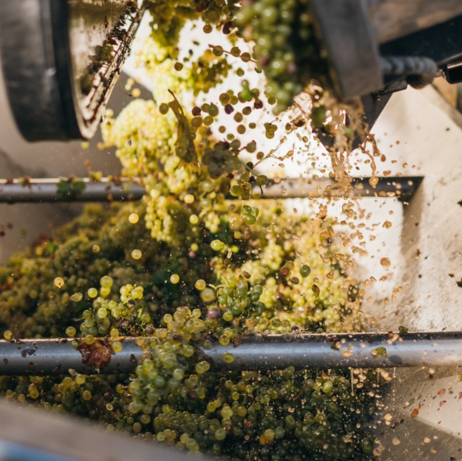 Grüne Trauben werden bei der Weinherstellung in einer Industriemaschine zerquetscht und entsaftet.