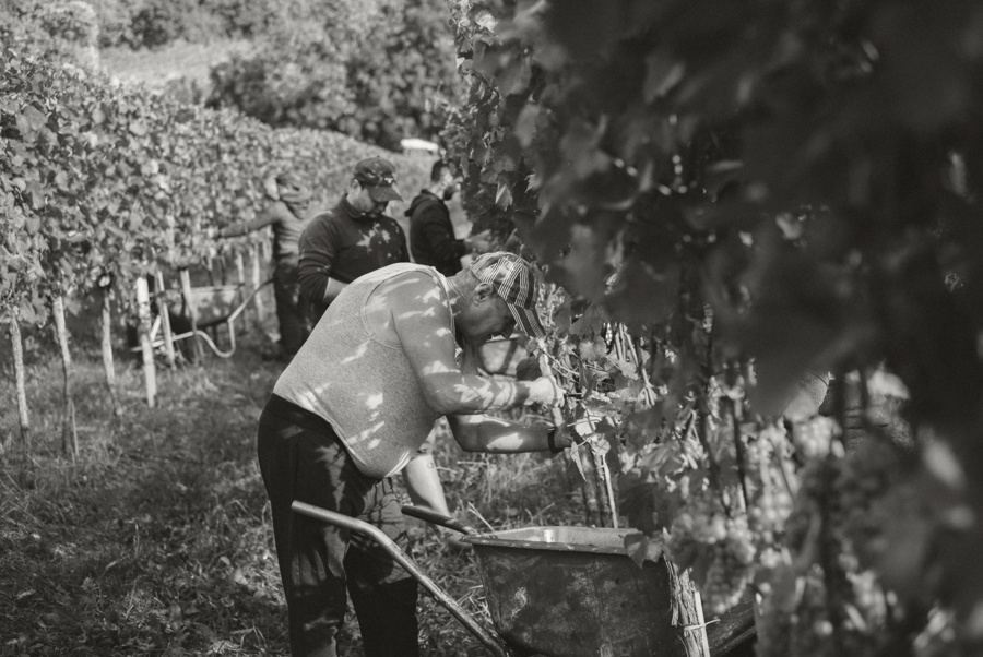 In einem Weinberg werden die Trauben in einer Schubkarre geerntet, umgeben von Reben und Laub.