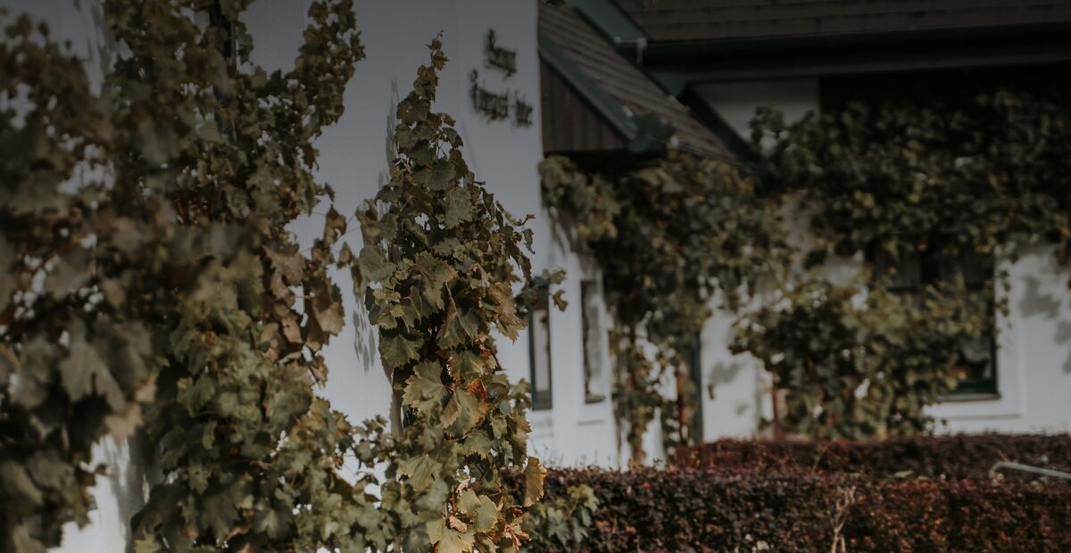 Grüne Ranken, die an einer weißen Hauswand emporranken, mit Büschen darunter und Fenstern im Hintergrund.