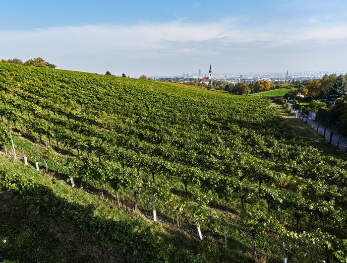 Reihen von Weinstöcken erstrecken sich über einen Hügel mit einer Kirche und der Skyline der Stadt in der Ferne unter einem blauen Himmel.