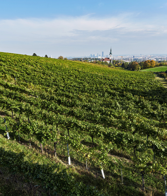Reihen von Weinstöcken erstrecken sich über einen Hügel mit einer Kirche und der Skyline der Stadt in der Ferne unter einem blauen Himmel.