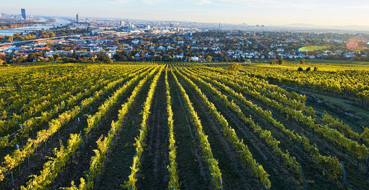 Reihen von Weinbergen auf einem Hügel überblicken eine Stadtlandschaft unter einem klaren Himmel bei Sonnenuntergang.