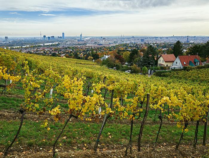 Weinberg mit vergilbten Blättern an einem Hang mit Blick auf die Skyline der Stadt unter einem bewölkten Himmel.