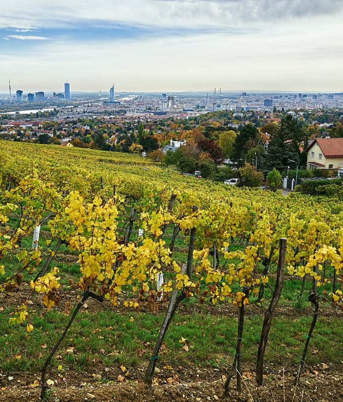 Weinberg mit vergilbten Blättern an einem Hang mit Blick auf die Skyline der Stadt unter einem bewölkten Himmel.